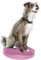 Fitpaws Balance-Disc für Hunde, 14, Violett