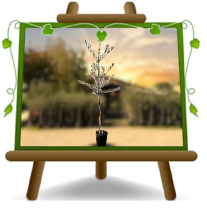 Olivier Olivenbaum Oliven Leccino - Obstpflanze auf Blumentopf 20 Baum Höhe max 150-2 Jahre Anbau Italien