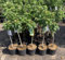 1 Apfelbaum Jonagold im großem Topf 80-100cm Terrassenobst obstbaum Apfel Malus domestica + Dünger