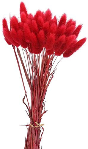 Yeehliny Pflanzenstiele, ländlicher Stil, Hasenschwanz Trockenblumen Deko ewig haltbar Pampasgras & getrocknete Blumen Pampasgras Trockenblumenstrauß Vase Deko,50 Stück (Rot)