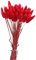 Yeehliny Pflanzenstiele, ländlicher Stil, Hasenschwanz Trockenblumen Deko ewig haltbar Pampasgras & getrocknete Blumen Pampasgras Trockenblumenstrauß Vase Deko,50 Stück (Rot)
