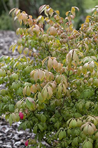 Flügel-Spindelstrauch 'Compactus' 60-80 cm Topf Euonymus alatus winterhart | Euonymus alatus, laubabwerfend, rote Herbstfärbung, sonnig bis halbschattig, Heckenpflanze, winterhart bis -20 °C