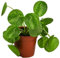 Dehner Glückstaler Mojito, Pilea peperomioides, Pflanzen-Rarität, ca. 15 cm, Ø Topf 13 cm, Zimmerpflanze