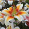 2Pcs Raro Oriental Lily Bulbi Flower Mix Fragrante Facile da piantare Giglio asiatico Mix Semi di fiori esotici Hardy Perenne