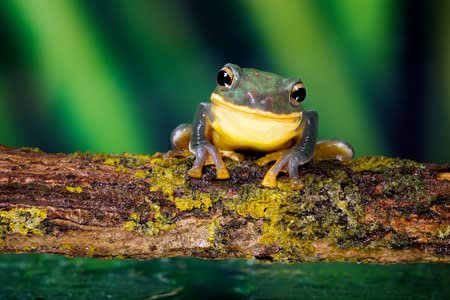 adrium AluVerbund-Bild 140 x 90 cm: Lächeln! EIN Kleiner Frosch, der in die Kamera lächelt(43068211)