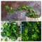 Efeu Samen HäNgepflanze Kletterpflanzen Winterhart Ivy Vines Bonsai Samen Herbst Deko Efeu Stauden Winterhart MehrjäHrig Balkonpflanzen Dekopflanzen Efeutute Zimmerpflanze Saat 50 Efeu Saatgut