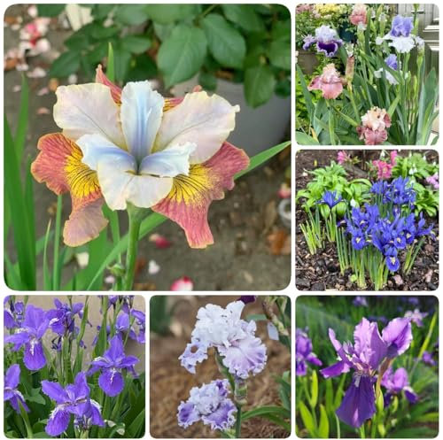 18 pcs schwertlilien zwiebeln - pflanzen garten winterharte pflanzen für garten, garten blumen winterhart, bonsai topf blumendeko blumenwiese kräutergarten, pflanzen winterhart draußen,