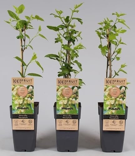 Mulberry Bush Morus Alba - Variety Giant Fruit - Mulberry Tree - in 15cm Pot - 45-50cm Height - Tasty Berries - Fruit Tree