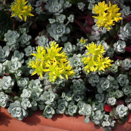 Pianta vera di Sedum spathulifolium Cape Blanco - Diametro Vaso Ø 13 cm