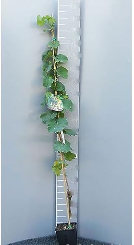 SAVINI VIVAI Pianta di Uva Pizzutello Bianco Piante da Frutto Albero di Vite in Vaso 15x15 cm 2-3 Anni Altezza 130-150 cm Made in Italy