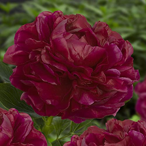 Pivoine Dark Red Passion (1 racine), grande pivoine hybride, vivace résistante à l'hiver, plantes de Hollande pour jardin et pot (pas de graines, bulbes et non artificielles)