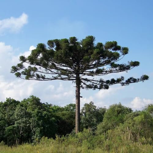 80 Pc Semillas De Araucaria - Araucaria Heterophylla - Plantas De Balcón Para El Invierno, Semillas De Árboles. Semillas De Araucaria Araucana, Plantas En Macetas Resistentes Al Exterior,