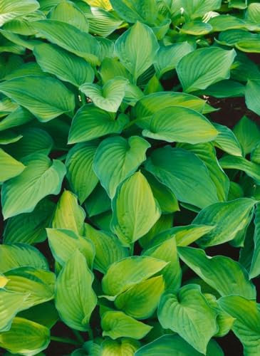 Hosta x cult.'Pauls Glory' ca. 11x11 cm Topf - Funkie, goldgrüne Blätter mit blauem Rand, ideal für schattige Beete, pflegeleicht und winterhart