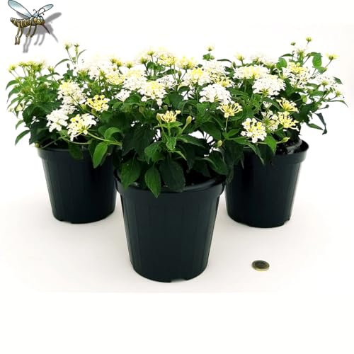 POWERS TO FLOWERS - LANTANA BIANCA, 3 PIANTE, VASO 14CM, piante vere