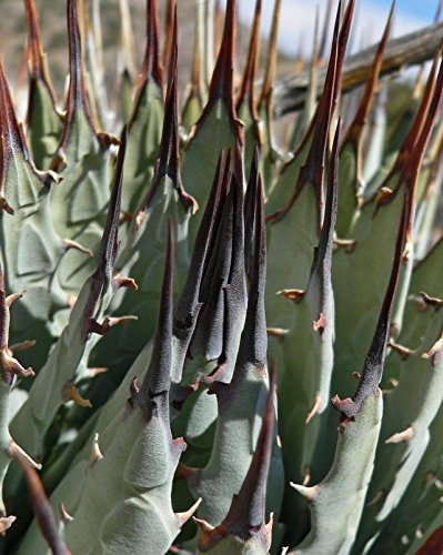 Seeds Agave Utahensis Var Nevadensis - Hardy Nevada Agave - 20 seeds