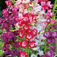 6 Mixed penstemon Perennial Garden Plug Plants