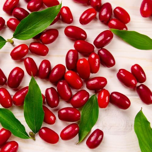Semi di ciliegio corniolo, arbusti resistenti Cornus officinalis, semi di erbe aromatiche, vecchie varietà semi di erbe selvatiche alberi da frutto nani resistenti frutto di corniolo 250pcs