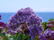 Breitblättriger Strandflieder 20 Samen, Limonium latifolium