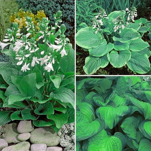 Hosta Planta Rizoma De Hosta, Novato, JardíN, Bulbo Di Hosta, Hojas Grandes Tolerantes Al FríO-Tolerantes A La Sombra-Exteriores, Hosta Pianta, Calas Gigantes Bulbos De Calas,-8bulbos-C