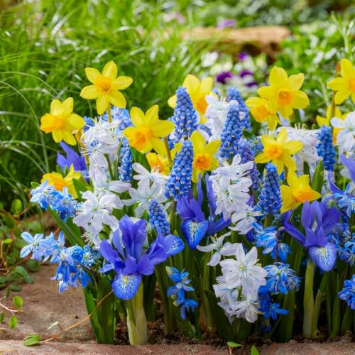 Blumenzwiebeln Mehrjährig Winterhart - Frühling Blumenzwiebelmischung | Blau & Gelb, 50 Zwiebeln, Tulpen/Narzissen/Hyazinthen, Niederländische Qualität, Für Garten, Töpfe und Balkon