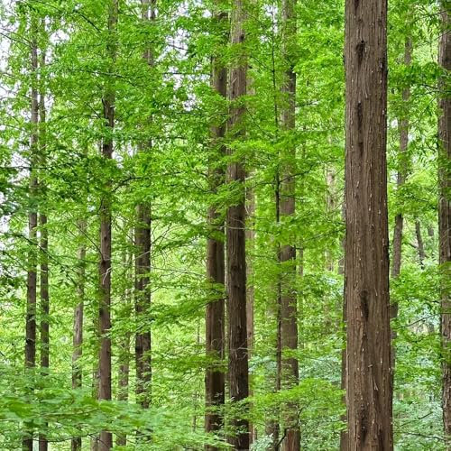 400 Pc Semi Di Bonsai Di Sequoia Primordiale - Le Piante Da Giardino Sono Piante Perenni Resistenti Semi Di Sequoia Primordiale, Acquista Alberi, Bonsai Da Interno Bonsai Semi Veri