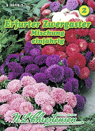 N.L. Chrestensen 526197 Erfurter Zwergaster Mischung (Zwergasternsamen)