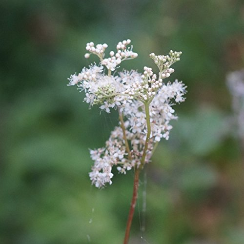 Blumixx Stauden Filipendula ulmaria – Echte Mädesüß Staude, winterhart & bienenfreundlich, heimische Wildstaude für feuchte Standorte, mehrjährig, im Topf, ideal für Naturgärten