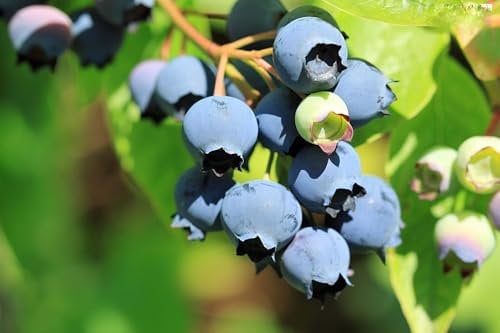 winterharte Heidelbeere (Blaubeeren) Pflanze, (Vaccinium corymbosum), Sorte: Goldtraube, kräftige Pflanzen, ca. 55cm hoch, im 14cm Topf