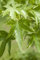 Liquidambar styraciflua 100-125 cm - Amerikanischer Amberbaum, leuchtend rote Herbstfärbung, ideal für Einzelstellung, pflegeleicht und winterhart