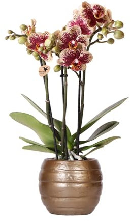 kolibri Orchidee | Orchidea rossa Phalaenopsis giallo – Spagna – Dimensione vaso Ø 9 cm | pianta da interno fiorita – fresca dall'allevatore