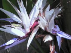 New Paradiesvogel Riesen weiße Blume, Strelitzia Nicolai Haus-Anlage 10 Samen!