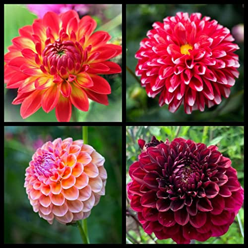 Dahlien knollen mix Dahlien knollen winterhart,Dahlienzwiebeln Winterharte Stauden Geeignet für die Gartenbepflanzung, sehr dekorativ-10zwiebeln-E