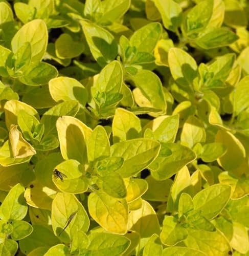 Wilder Majoran Norton Gold - Origanum vulgare