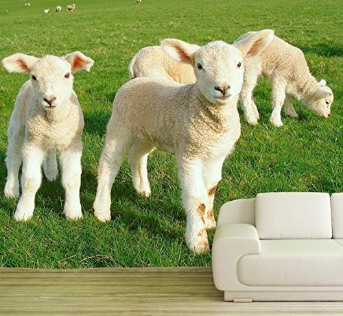 Vlies Tapete XXL Poster Fototapete Lamm Lämmchen Schaf Farbe color, Größe 200 x 150 cm