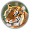 Deluxebase Magnidome - Tiger Große Katze Kristallglas Kühlschrank Magnet für Kinder. Hervorragende gewölbte Magnete für Wohndekoration und Zubehör