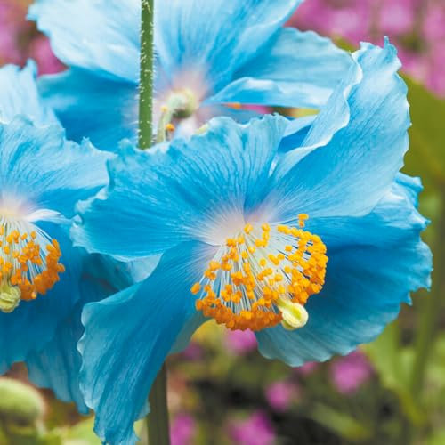 You Garden - Meconopsis Hardy Himalayan Blue Poppy 3 x Plug Plants - Perfect Blue Flowers for Summer Gardens