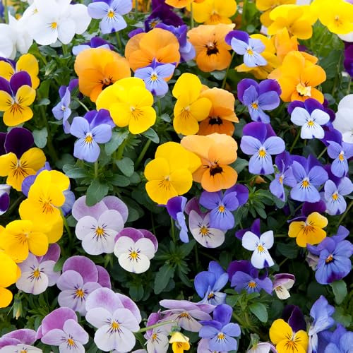 YouGarden Viola 'Teardrops', 20 x Garden Ready Plants, Autumn to Spring Flowering