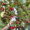 50 pcs teppichmispel samen - sämereien alte sorten, biosaatgut (Cotoneaster dammeri) bonsai baum, gewächshaus exotische früchte, hochbeet balkon säulenobst winterhart, samen pflanzen