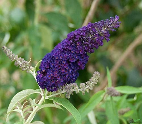 Sommerflieder Buddleja davidii Schmetterlingsstrauch im P9 Topf Black Knight 15-20 cm