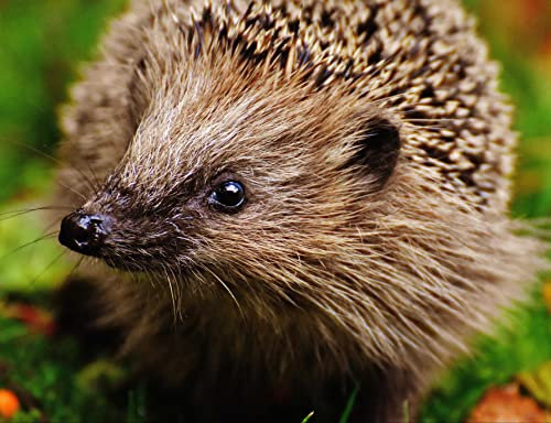 hansepuzzle 20346 - Igel Puzzle 1000 Teile | Tierwelt Puzzle mit hochwertiger Puzzle Aufbewahrung: Kartonbox und Wieder verschließbarem Beutel | Puzzle-Maße: 60 x 46 cm