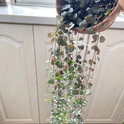 100 Pcs Ceropegia Woodii Samen - Steingartenpflanzen Winterhart Kletterpflanzen Samen, Winterharte Pflanzen Für Balkon Gartenpflanzen Winterhart Mehrjährig Balkon Pflanzen, Exotische