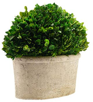 Serene Spaces Living Konservierter Buchsbaum, ovaler Formschnitt in einem Topf, Buchsbaum in Pflanzgefäßen, Maße: 31.8 cm hoch, 19.1 cm breit und 35.6 cm lang.