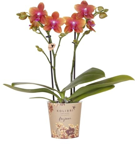 Duftende Phalaenopsis Orchidee Fragrance Orange Zimmerpflanze Ø9 cm | lange Blütezeit, für helle Standorte, dekorative Knospen, pflegearm