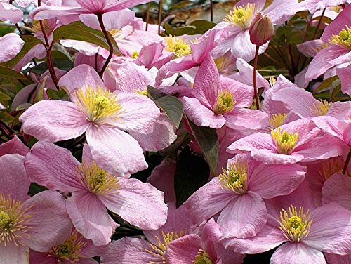 Clematis Montana Rubens Berg Clematis 20 Seeds Pink Flower Climber Ukfreep : Seeds Only (Not live plants)