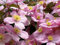 Clematis Montana Rubens Berg Clematis 20 Seeds Pink Flower Climber Ukfreep : Seeds Only (Not live plants)