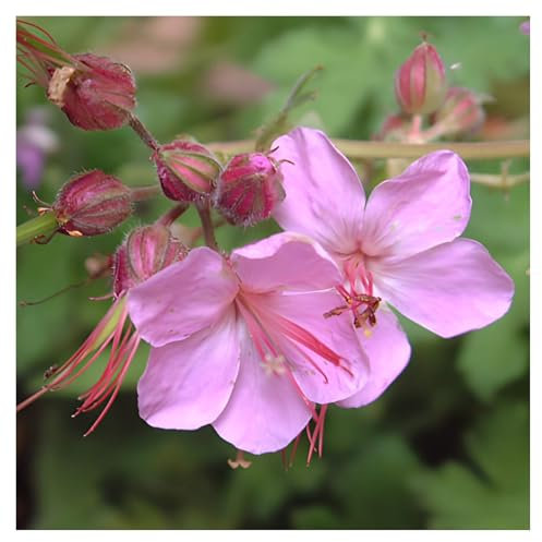 1 x Geranium macrorrhizum 'Ingwersen's Variety' (Winterhart/Stauden/Staude/Mehrjährig/Immergrün) Balkan Storchenschnabel/Storchschnabel - Duftender Bodendecker mit Blütenzauber - von Stauden Gänge