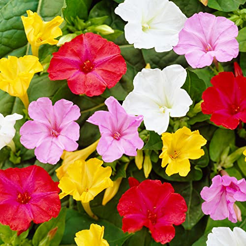 Mirabilis Jalapa Kollektion (10 Pflanzen), Mix von 5 Sorten, Winterhart und Mehrjährig, Stauden aus Holland (kein Samen, Zwiebeln und nicht künstlich), Weiß-Rot-Rosa-Violett Farben