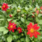 1 pcs dahlien knollen kaufen - dahlien zwiebeln - blumen geschenk, blumen zwiebeln Dahlia Dahlie zwiebel winterharte stauden dauerblüher, ostergeschenk blumenzwiebeln frühblüher, blumen