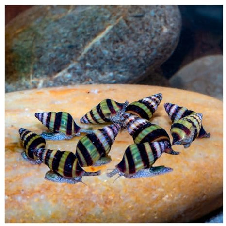 AQ4Aquaristik 10 x Raubschnecke, Clea Helena, Schneckenfresser, Anentome