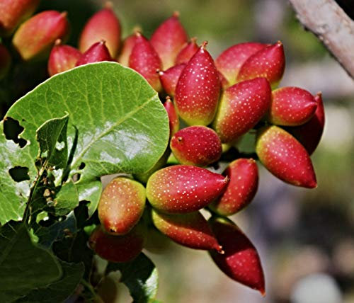 Portal Cool Las semillas del paquete: 100: Pistacia vera, semillas de pistacho reales, Ideal también como Bonsai, resistente a las heladas